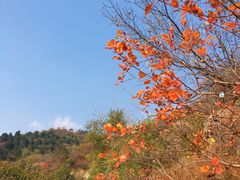 -北京西山国家森林公园