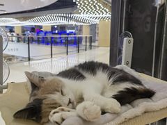 -COLOR PETS 撸猫馆·购猫·猫咖(长风大悦城店)