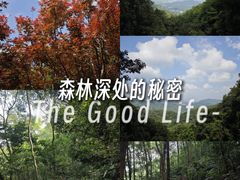 -广州市帽峰山景区