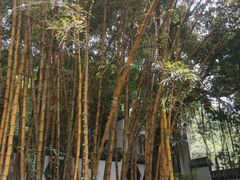 -南丹山森林王国