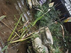 -南山植物园