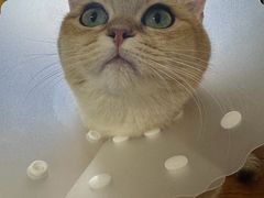 -达爱动物医院·犬猫分区·CT·复杂眼科(远洋山水分院)