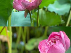 -陈家山荷花公园