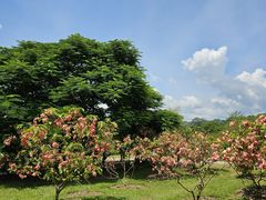 -中国科学院西双版纳热带植物园