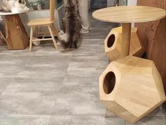 -楼上猫咖(罗湖店)
