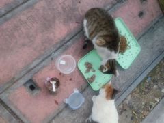 -宠物星动物医院·眼科·异宠·猫科(江南大道总院)