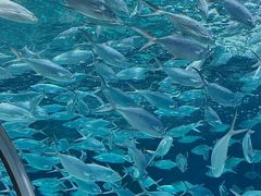 -上海海洋水族馆
