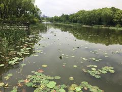 -新江湾城公园