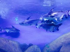 -烟台海昌鲸鲨海洋公园