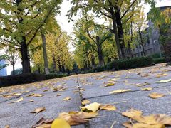 -百林公园-两江幸福广场