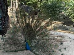 -哈尔滨北方森林动物园