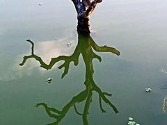 -鹤之洲湿地公园