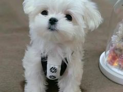 -萌宠之家·腊肠犬·马尔泰·小体犬舍