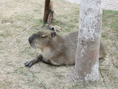 -上海野生动物园