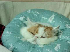 -安安宠医·安宠宠物医院