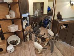 -more than meow吴止猫主题餐厅(承德 中船汇店)