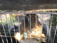 -樂桃源奉贤黄桃种植采摘基地