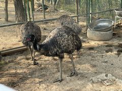 -青藏高原野生动物园