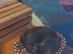 -龟与熊猫宠物公园(南坪店)