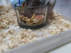 -钓仓鼠(洋桥北里小区店)