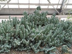 -南山植物园