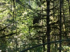 -五营红松林海景区