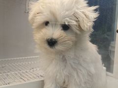 -翊宠yipet猫狗购宠庄园犬舍•猫舍