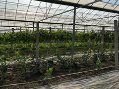 -马陆小张葡萄园农家乐