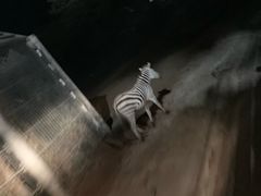 -清迈夜间动物园