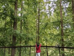 -黄海国家森林公园