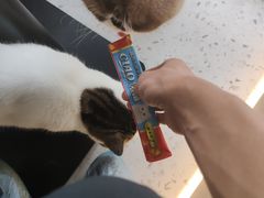 -喵园·猫主题咖啡厅·撸猫·猫咖(国贸店)