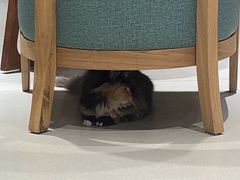 -藏猫猫咖啡主题馆(中央大道店)