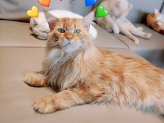 -猫腻·猫咖·撸猫馆(星光大道店)