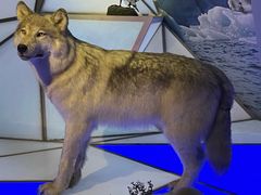 -贝林大翅鲸简餐厅(国家海洋博物馆店)