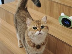 -唐小姐の私宠·宠物洗护美容·撸猫馆·购宠(周浦万达旗舰店)