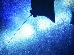 -珠海长隆海洋王国
