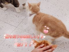 -喵园·猫主题咖啡厅·撸猫·猫咖(国贸店)