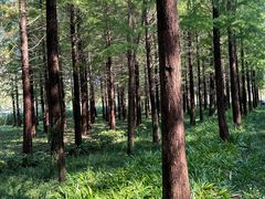 -昆山城市生态森林公园