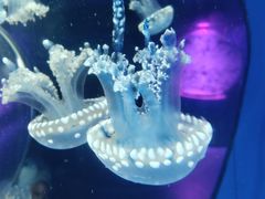-海合安天津极地海洋公园