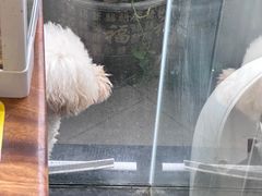 -more than meow吴止猫主题餐厅(承德 中船汇店)