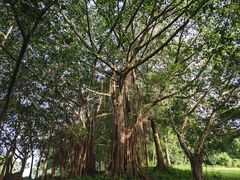 -东莞植物园