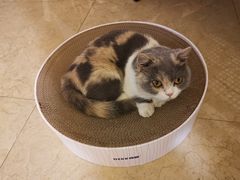 -袖虎·猫馆(体育西路店)