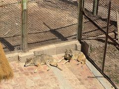 -青藏高原野生动物园