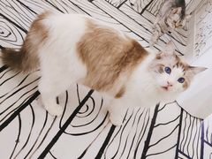 -白夜2D咖啡馆
