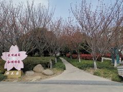 -高东镇樱花园