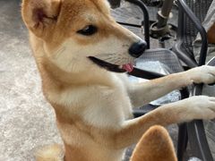 -柴犬高等学院·狗咖·柴犬售卖·宠物训练