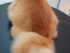 -momokira米努特·德文卷毛猫·棉花面纱犬