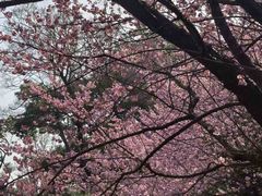 -武汉大学-樱园