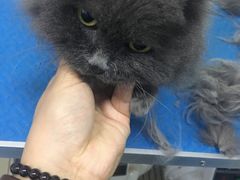 -宠颐生中康贝怡动物医院
