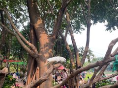 -广州长隆飞鸟乐园